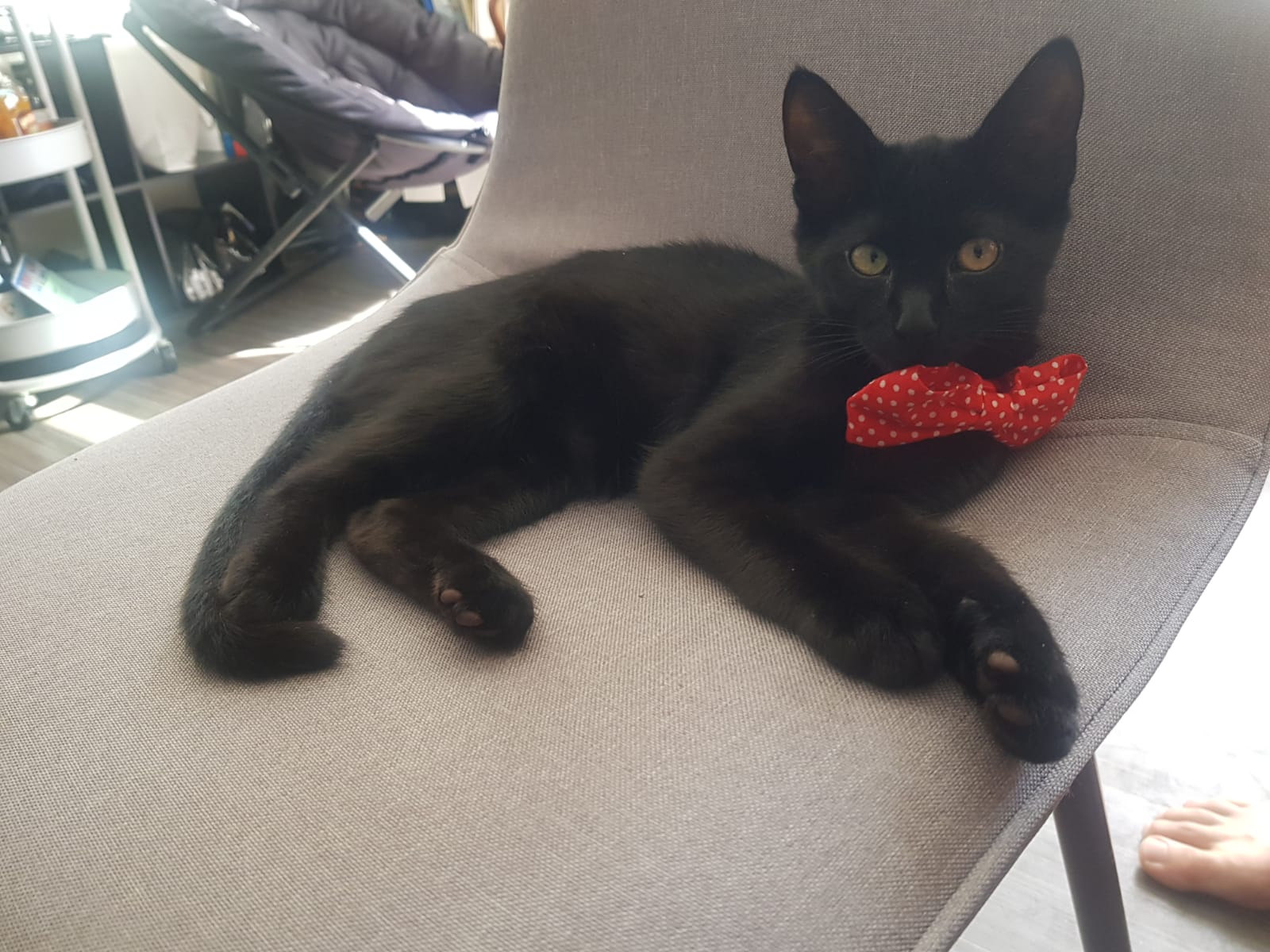 My kitten Zeytin